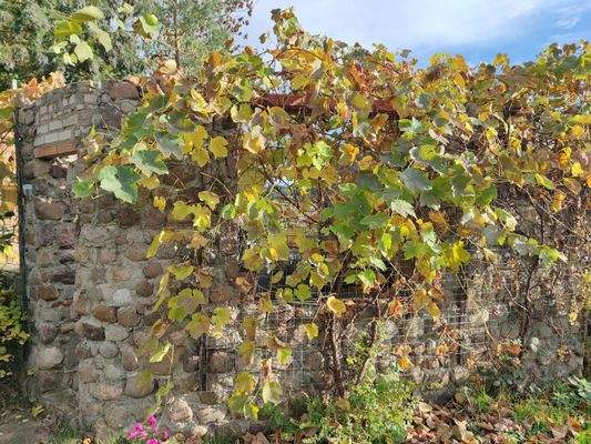 Foto 009 Maierbusch 15.jpg