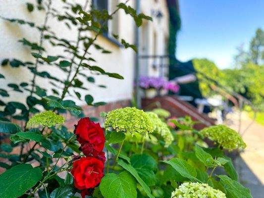 Rosenbüsche im Garten