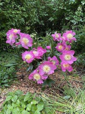 Sommerliche Blütenpracht
