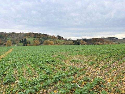 Rüthen Bauernhöfe, Landwirtschaft, Rüthen Forstwirtschaft