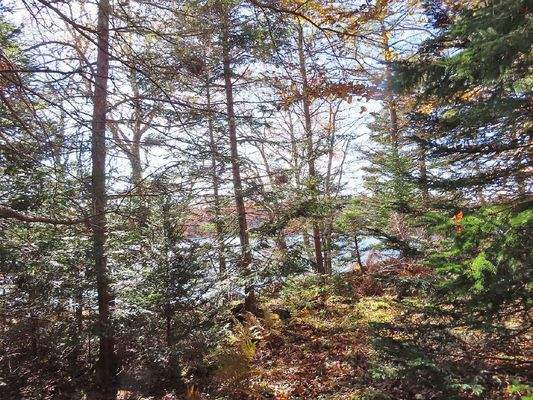 Cape Breton - 3,1 Hektar großes See-Ufergrundstück
