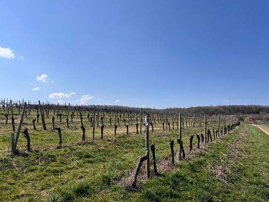 Umgeben von Weinbergen 