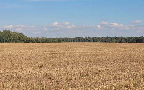 Magdeburg Bauernhöfe, Landwirtschaft, Magdeburg Forstwirtschaft