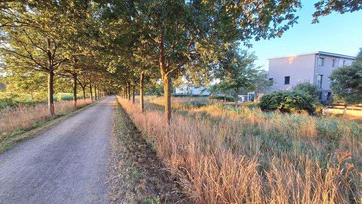 Allee - Sicht auf Haus