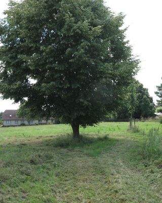 direkt anschließendes Grdst.