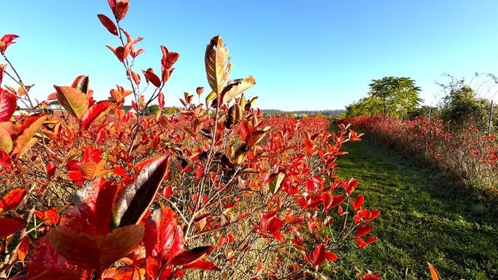 Aronia-Plantage