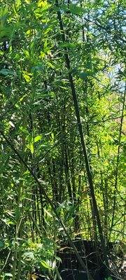 Bambuswäldchen