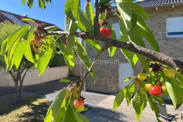 3461 Garten Sommer b