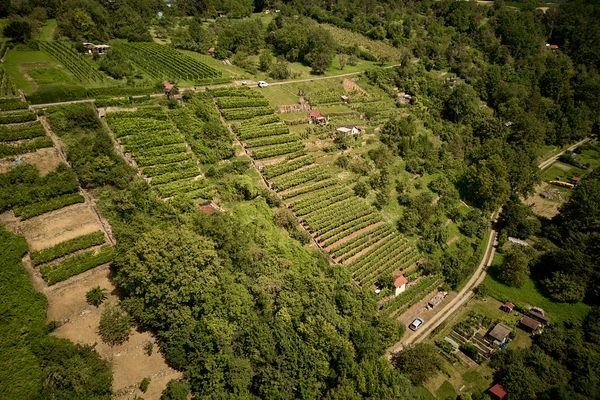 Wochenendgrundstück und Weinberg 3