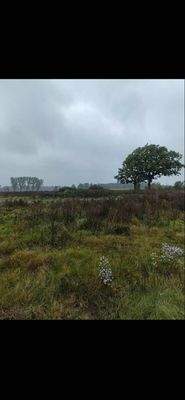 Baugrundstück Grevelau #2