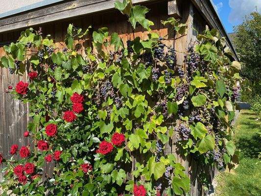 Schuppen mit Weinstock