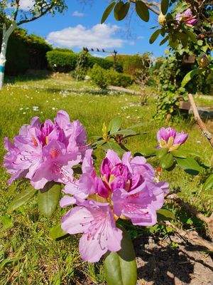 Schöne Wiese am Grundstück