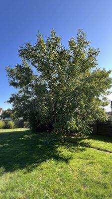 Gemütlichkeit unterm Walnußbau