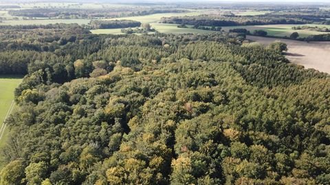 Holdorf Bauernhöfe, Landwirtschaft, Holdorf Forstwirtschaft