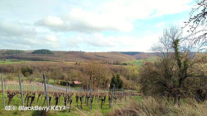 Weinberge in der Nachbarschaft