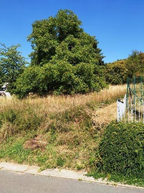 Lauda-Königshofen Grundstücke, Lauda-Königshofen Grundstück kaufen