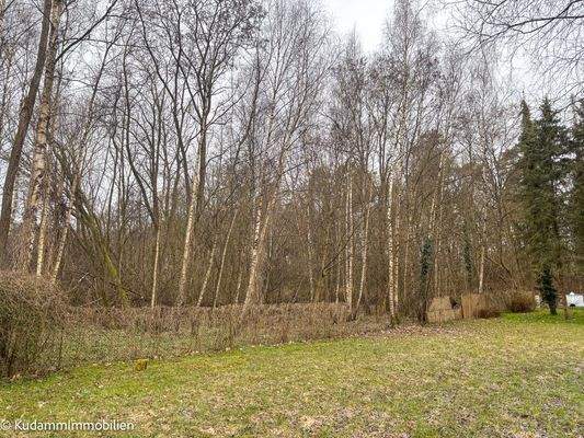 Blick zum dazugehörigen Wald