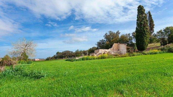 Rustikales Grundstück zum Verkauf in Muro, Mallorca