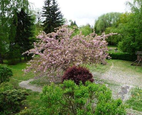 Blick in den Garten (Sommer)