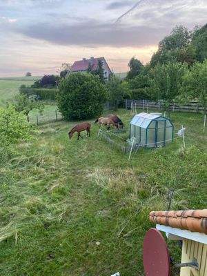 Obstwiese Gewächshaus