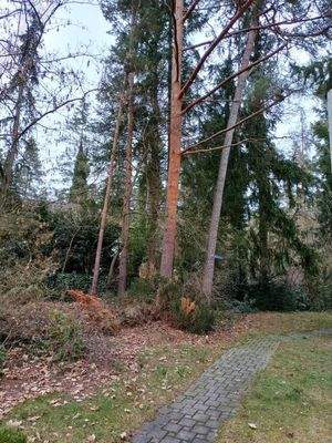 Baumbestand kann teilweise entfernt werden