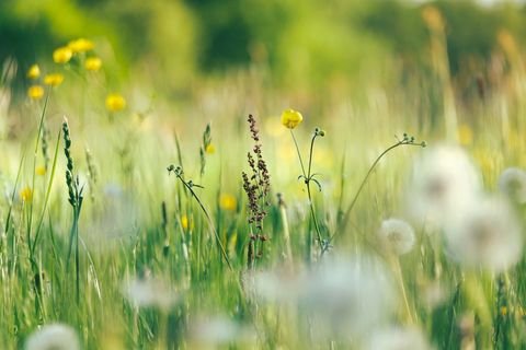 Mindelheim Bauernhöfe, Landwirtschaft, Mindelheim Forstwirtschaft