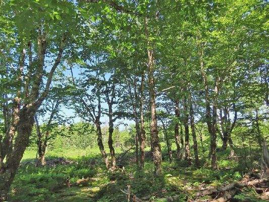 Cape Breton - Top-Investment-Gelegenheit:  Neu-Ers