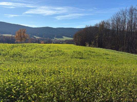 2025-11-05 12.49.33.jpg