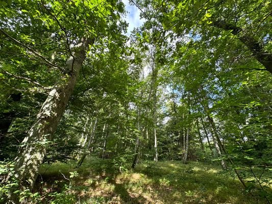 Blick in den Wald
