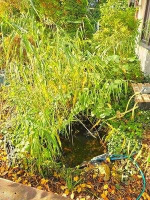 21) kleiner Teich (mit Fische) 