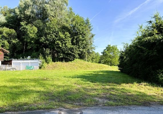 Kleiner Wald im Norden