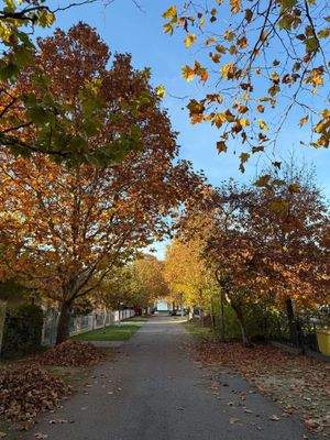 WhatsApp-kép, 2025-11-01, 15.04.29_2f2c7ed1 (1).jp