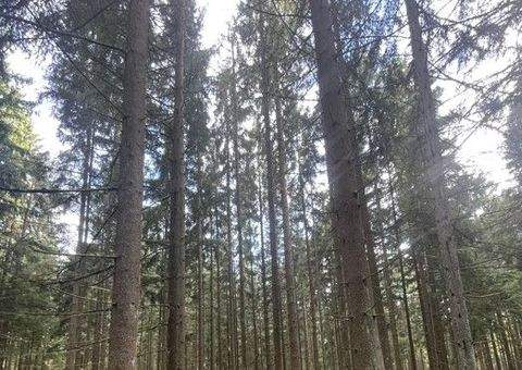 Vohenstrauß / Altenstadt bei Vohenstrauß Bauernhöfe, Landwirtschaft, Vohenstrauß / Altenstadt bei Vohenstrauß Forstwirtschaft