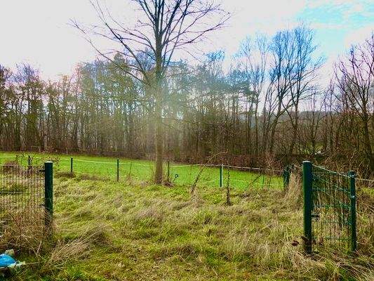 Blick in den vorderen  Gartenbeeich : Auslauf.jpeg