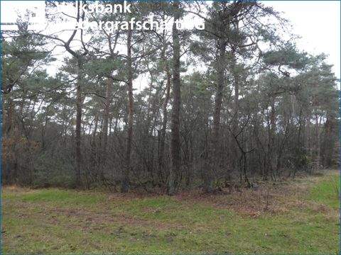 Wilsum Bauernhöfe, Landwirtschaft, Wilsum Forstwirtschaft