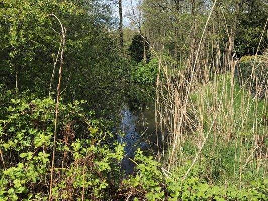 N Teich - Blick nach N