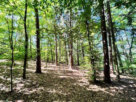 Mischwald Am Steinbruch