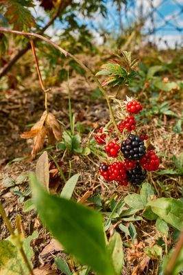 Bild 19