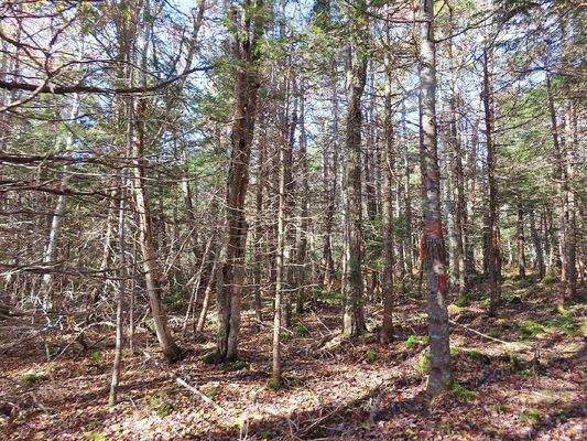 Cape Breton - 3,1 Hektar großes See-Ufergrundstück