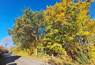 Blick auf das Grundstück 