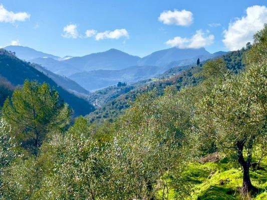 AP961_07 TERRA ITALIA IMMOBILIEN_LIGURIEN_APRICALE