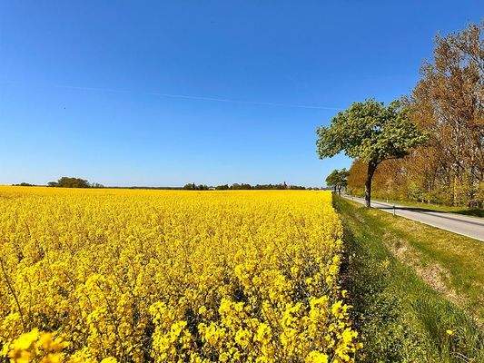 04 makellos EFH Schorrentin.JPG