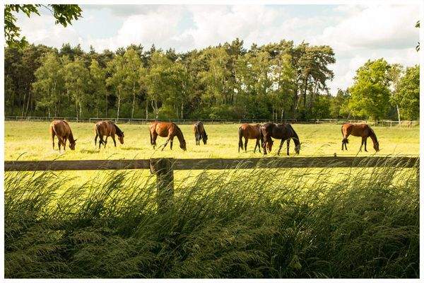 pferdekoppel-987fa5e1-a529-48e8-a207-921f49c41648