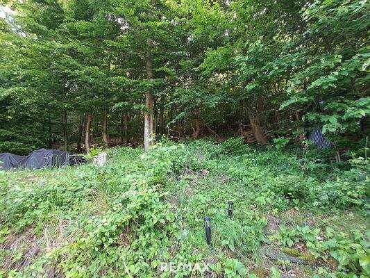 Direkter Übergang in den Wald