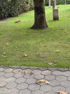 fröhliche Gartenbewohner