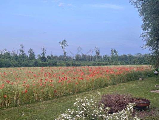Feld