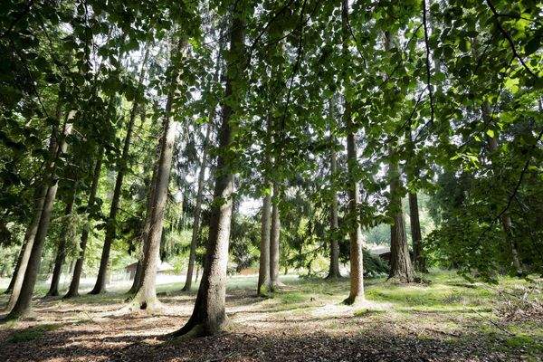 Waldimpressionen auf eigenem Grundstück