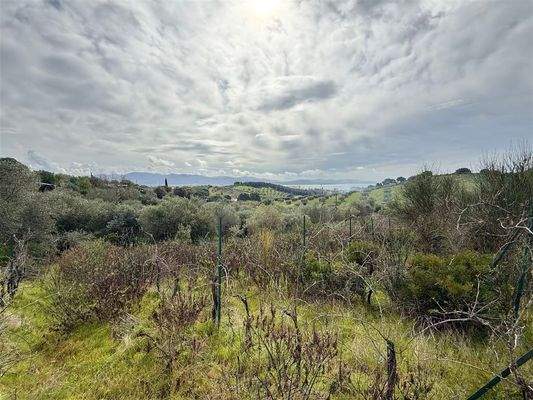 Weinberg mit Meerblick