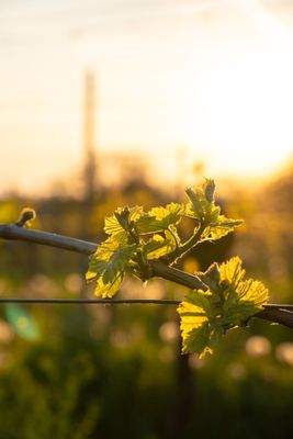 Kopie souboru DSC02113.jpg