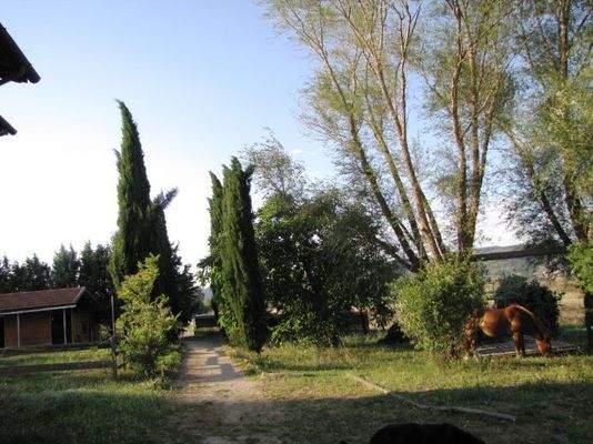 Stall und Pferd und Zypressen